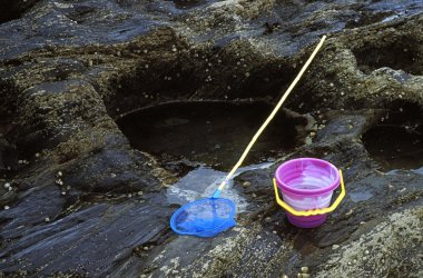 Cornwall, İngiltere, Amerika Birleşik Devletleri. kova ve net bir rockpool yanında