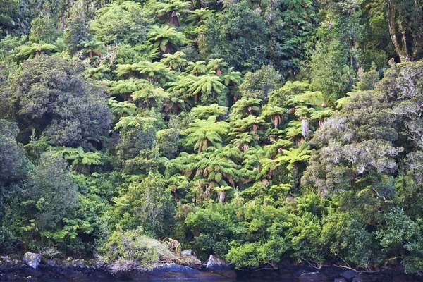 Národní park Fiordland, milford sound, Jižní ostrov, Nový Zéland — Stock fotografie