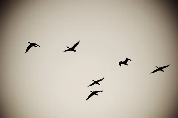 森の湖、オンタリオ、カナダ。鳥は空に対してシルエット — ストック写真
