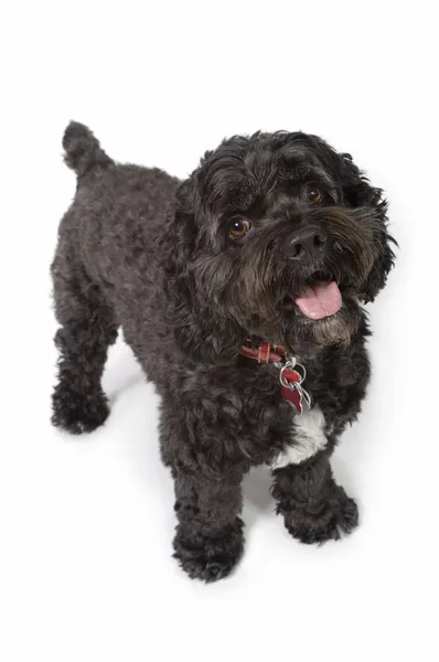 Cão preto bichon-cocker spaniel — Fotografia de Stock