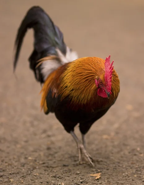 Gallo — Foto Stock