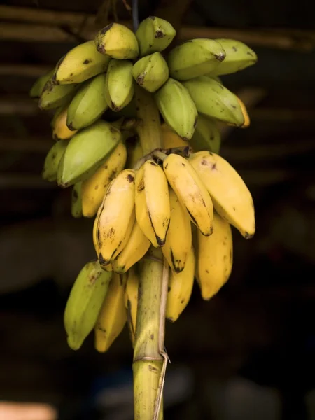 Bananer, kerala, Indien — Stockfoto