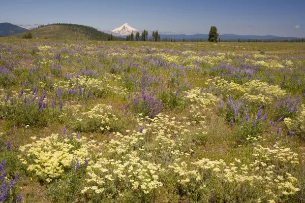 Campo de flores silvestres com capa de montagem no fundo, Oregon, EUA — Fotografia de Stock