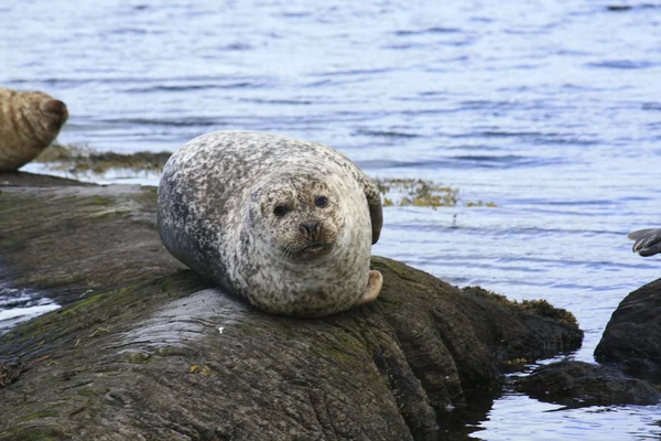 Seal lounging on rocks — Stock Photo, Image