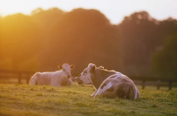 Bovinos sentados no prado durante o pôr do sol — Fotografia de Stock