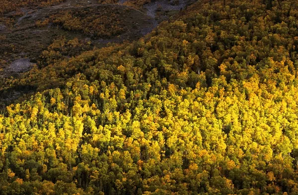 Las jesienią, gros morne national park, Nowa Funlandia, Kanada — Zdjęcie stockowe