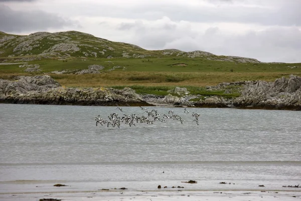 Islay, Schottland. Vogelschwarm fliegt über das Meer — Stockfoto