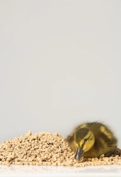 Duckling Sitting On Feed — Stock Photo, Image