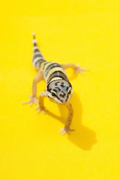 Mały lampart gecko — Zdjęcie stockowe