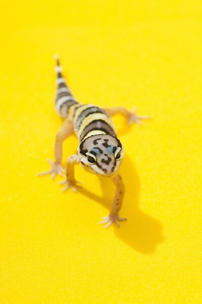 Baby Leopard Gecko