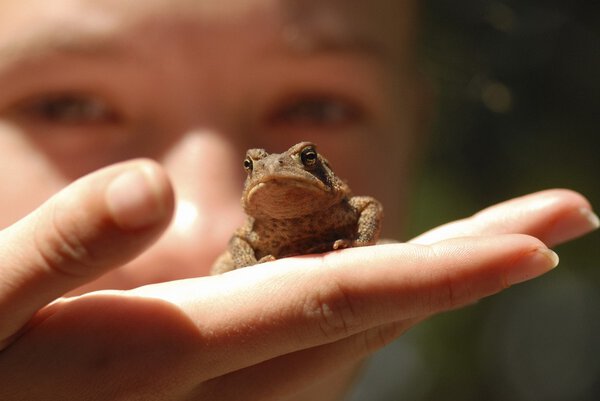 Holding A Frog