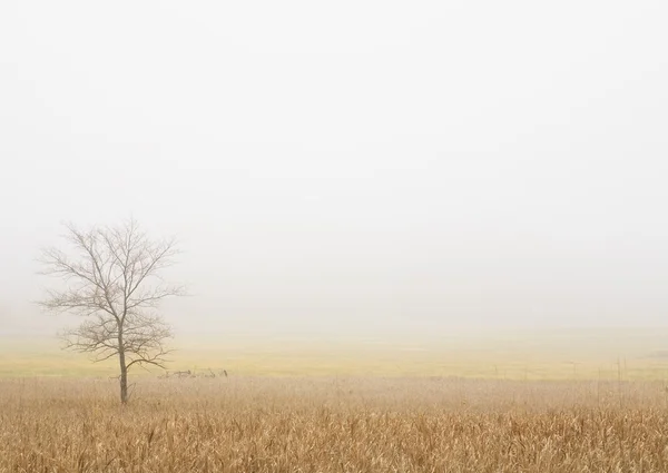 Árbol solitario en un campo de trigo — Stockfoto