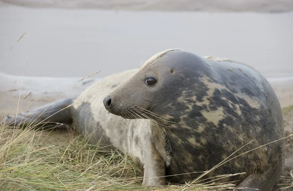 Gray Seal (Halichoerus Grypus), Donna Nook, Lincolnshire, Inglaterra. Selo deitado — Fotografia de Stock