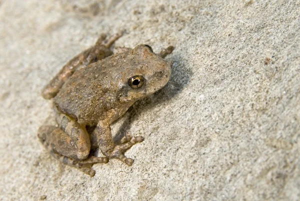 カリフォルニア州の木のカエル (pseudacris cadaverina)、岩の上に腰掛けて — ストック写真