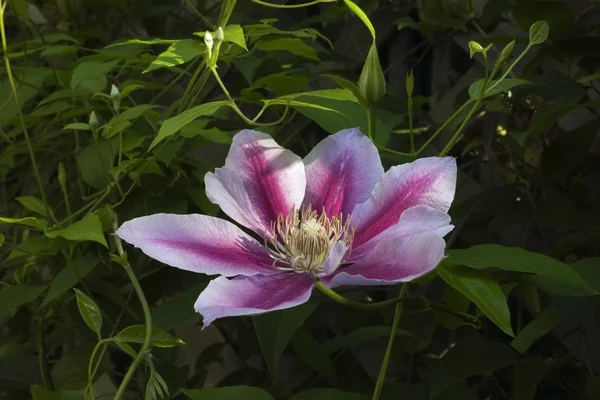 Gros plan de la fleur rose — Photo