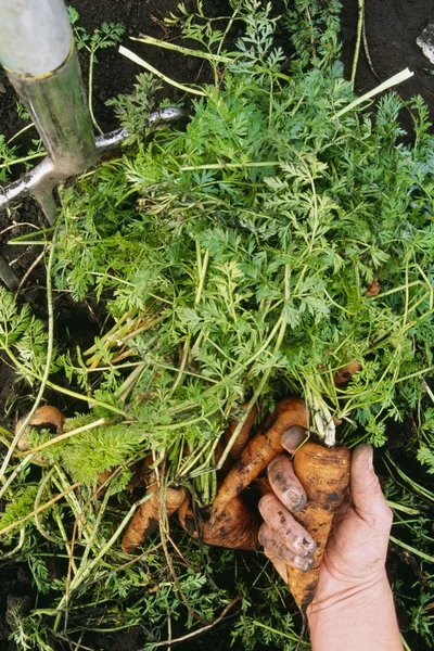 Mão segurando cenoura apenas puxado para fora do jardim — Fotografia de Stock