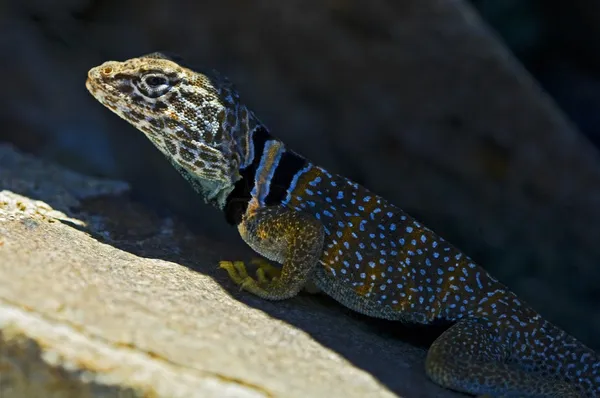 グレート ベイスン襟トカゲ (crotaphytus bicinctores)、ジョシュア ツリー国立公園、カリフォルニア州、アメリカ合衆国 — ストック写真