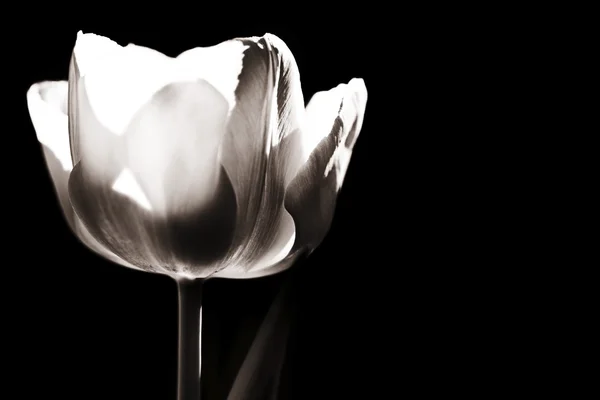 Tulipan na czarnym tle — Zdjęcie stockowe