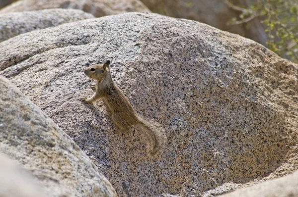 California Chipmunk (Tamias Obscurus) — Stock Photo, Image