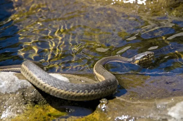 A két csíkos harisnyakötő kígyó (thamnophis hammondii) úszunk a szikla, a patak mentén — Stock Fotó