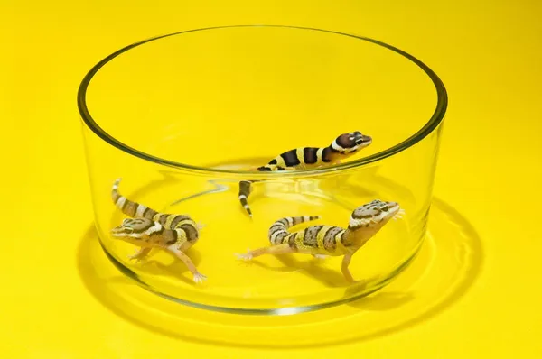 Bébé léopard geckos dans un récipient en verre — Photo