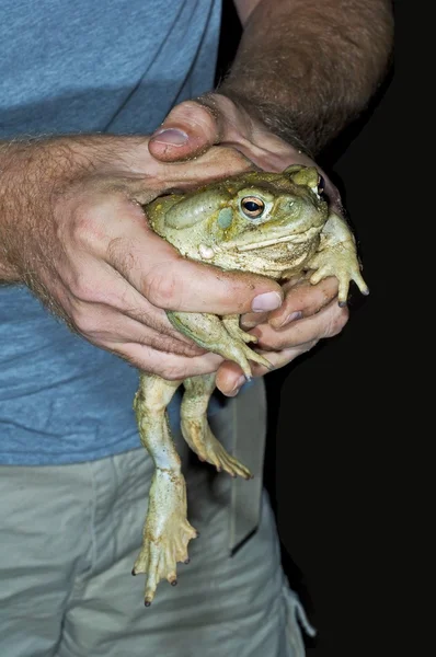 Pustynia Sonora toad — Zdjęcie stockowe
