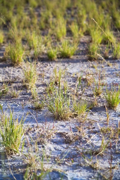 Hierba en el desierto —  Fotos de Stock