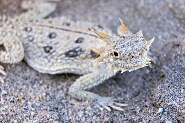 Platt-tailed horned ödla (phrynosoma mcallii) — Stockfoto