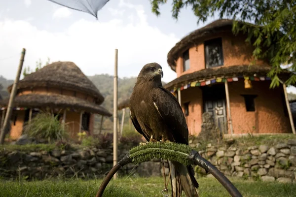 A Black Kite (Milvus Migrans) Used For Falconry And Parahawking In Pokhara, Nepal, Asia — Stock Photo, Image