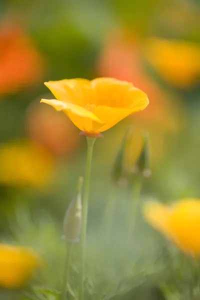罂粟的花 — 图库照片