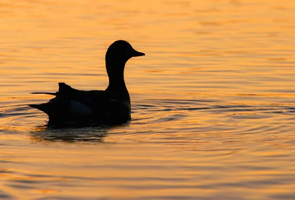 A Duck In The Water — Stock Photo, Image