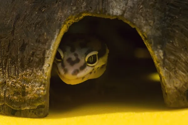 Μωρό leopard gecko στο κρύψιμο — Φωτογραφία Αρχείου