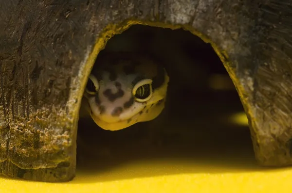 Baby Leopard Gecko In Hiding — Stock Photo, Image