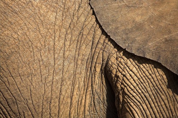 Closeup Of An African Elephant