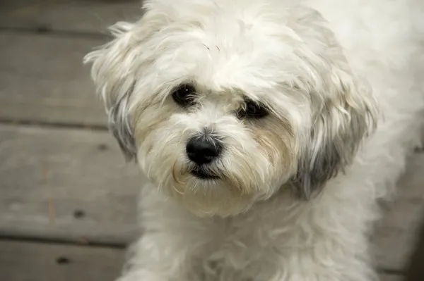 Lago dei boschi, ontario, canada. Lulu, un bichon maltese — Foto Stock