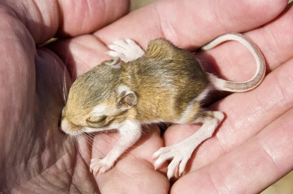 Dziecko zębate dłuta Szczuroskoczek (dipodomys microps) odbywają się w rękę — Zdjęcie stockowe