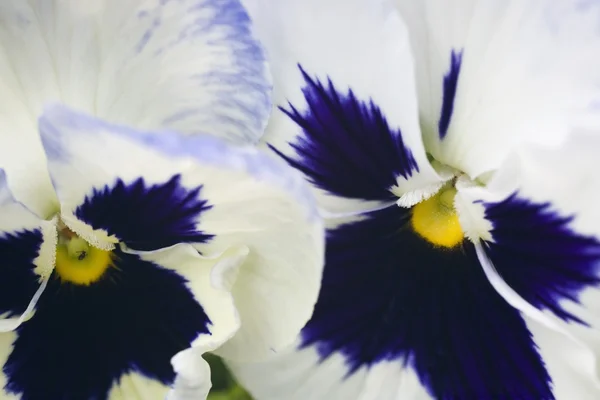 Pansies. — Fotografia de Stock