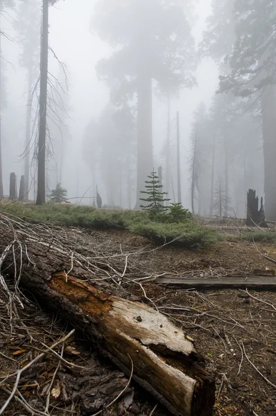Sequoia national park — Stock Photo, Image