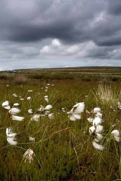 Hierba de algodón en el viento — Foto de Stock