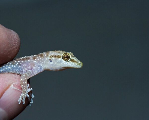 An Introduced Mediterranean Gecko Being Held