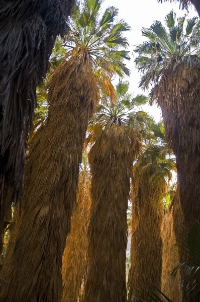 Infödda Kalifornien fan palms — Stockfoto