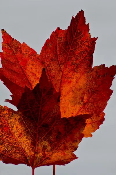 Due foglie di acero rosso — Foto Stock