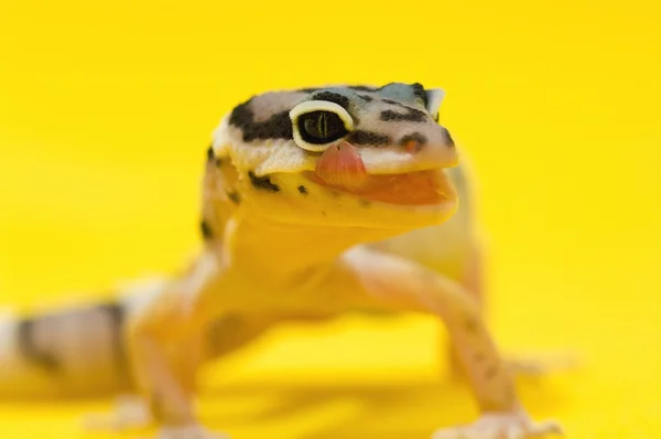 Bebê leopardo gecko lambendo seus lábios — Fotografia de Stock