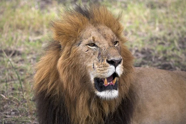 Retrato de un león, Masai Mara, Kenia, África — Foto de Stock