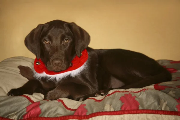 Hond met Kerstmis kraag — Stockfoto