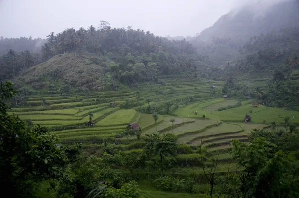 Bali i Indonesia. Risterrasser – stockfoto