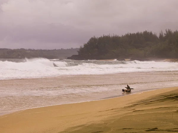 Kaui, hawaii Beach — Stok fotoğraf