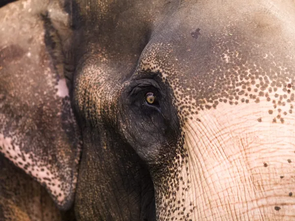 Perto de elefante — Fotografia de Stock
