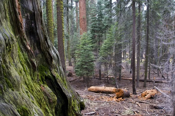 Park Narodowy Sequoia — Zdjęcie stockowe