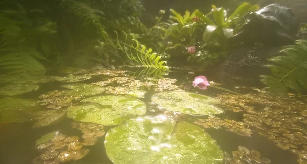 Lagoa iluminada com água Lily — Fotografia de Stock